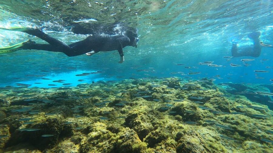 Tenerife: Snorkeling Tour in a Marine Protected Area - Weather, wind, and sea conditions: what can change