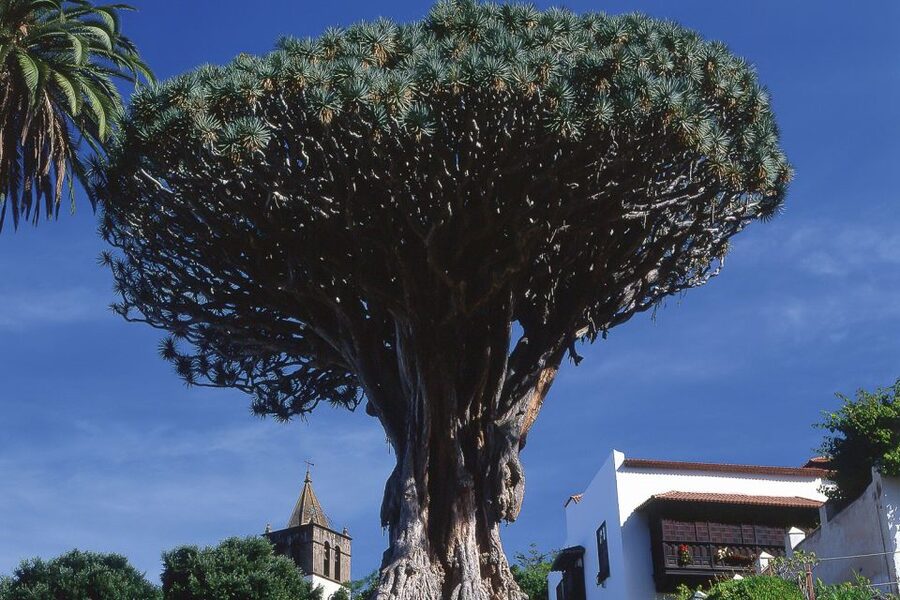 Tenerife: Teide National Park Full-Day Tour with Pickup - The lunar terrain near Teide, plus the film-location vibe