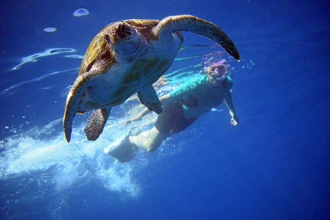 Tenerife: Turtle & Dolphin Kayak Tour with Snorkel & Wetsuit - Key things that make this tour worth your time