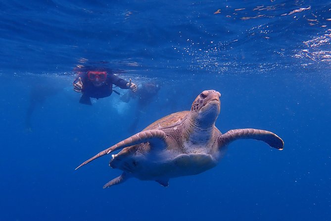 Tenerife: Turtle & Dolphin Kayak Tour with Snorkel & Wetsuit - Paddling Tenerife’s west coast under the Guaza Mountains