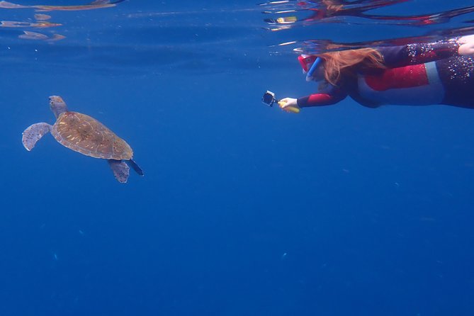 Tenerife: Turtle & Dolphin Kayak Tour with Snorkel & Wetsuit - Who should book, and who should skip this sea-adventure?