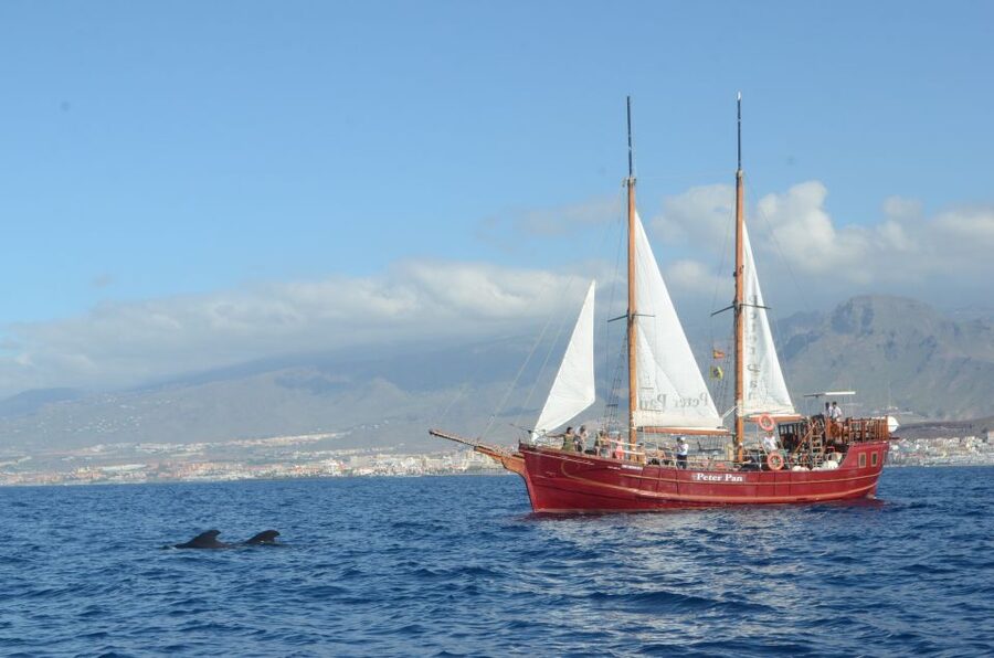 Tenerife: Whale & Dolphin Watching Cruise with Swim Stop - Why a Pirate Ship Cruise Makes Whale Watching More Fun