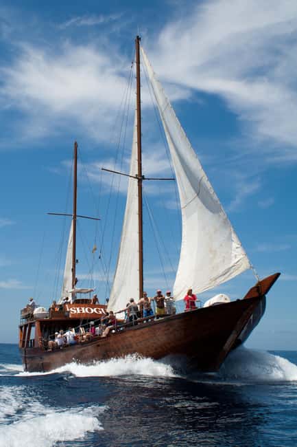 Tenerife: Whale & Dolphin Watching Cruise with Swim Stop - My Bottom Line: Should You Book Peter Pan?
