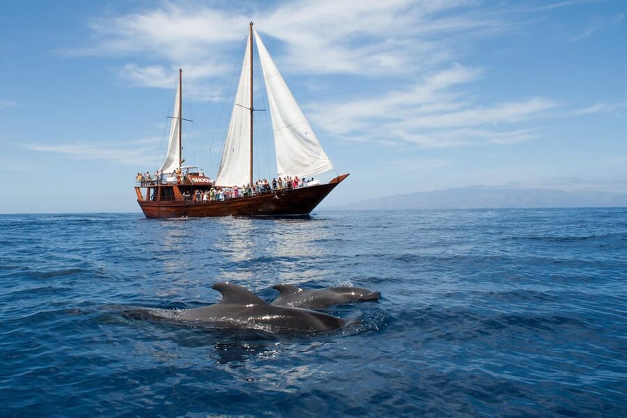 Tenerife: Whale & Dolphin Watching Cruise with Swim Stop - Wildlife Spotting Without the Chaos: Blue Flag Behavior at Sea