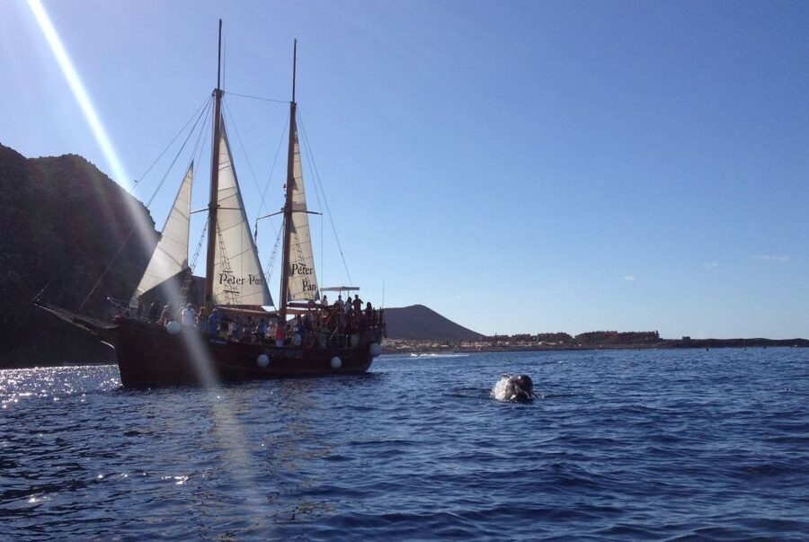 Tenerife: Whale & Dolphin Watching Cruise with Swim Stop - Value Check: Why $29 Can Make Sense Here