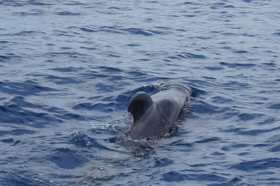 Tenerife: Whale & Dolphin Watching Cruise with Swim Stop - Practical Tips for Smooth Sailing in Tenerife’s Atlantic