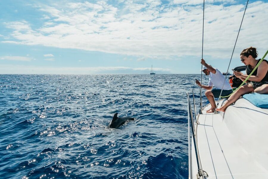 Tenerife: Whale & Dolphin Watching with Drinks and Snacks - Key things to know before you go