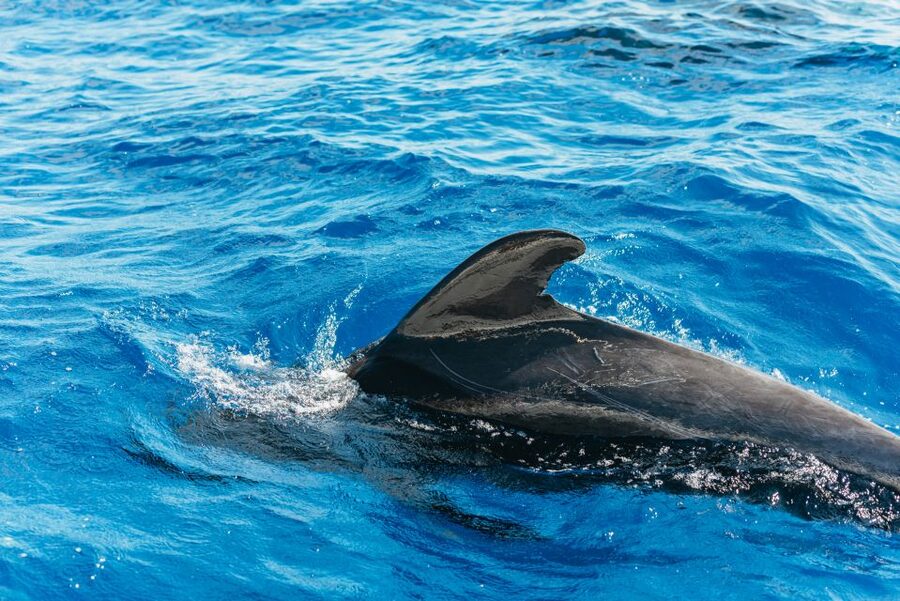Tenerife: Whale & Dolphin Watching with Drinks and Snacks - From Pantalan Nº4 to the open Atlantic in about 3 hours