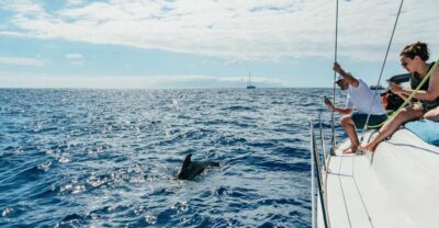 Whale & Dolphin Watching with Drinks and Snacks