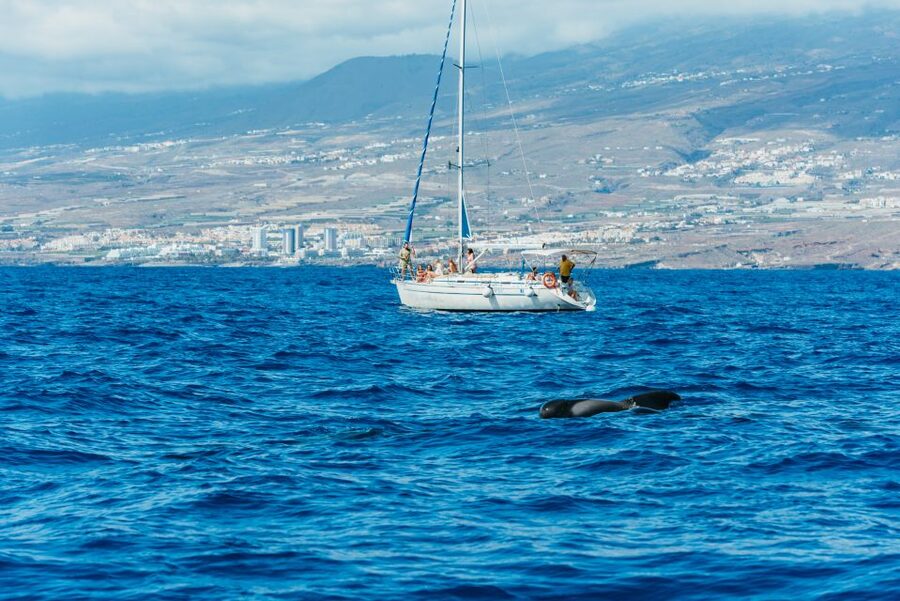 Tenerife: Whale & Dolphin Watching with Drinks and Snacks - What you eat and drink on board: more than basic snacks