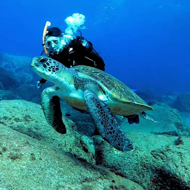 Tenerife: Your First Scuba Diving Experience in Turtle Area - Meeting at Costa Adeje, What the Pre-Trip Feels Like