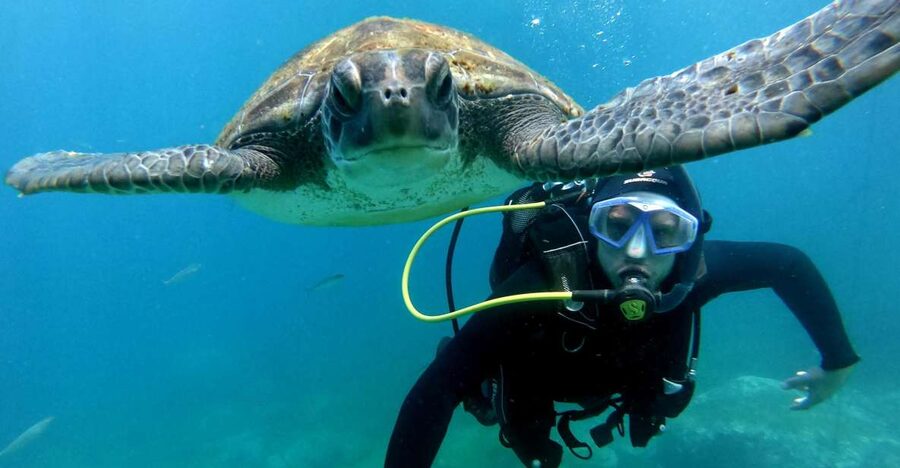 Tenerife: Your First Scuba Diving Experience in Turtle Area - Speedboat Time in Tenerife, Plus Wildlife from the Sea