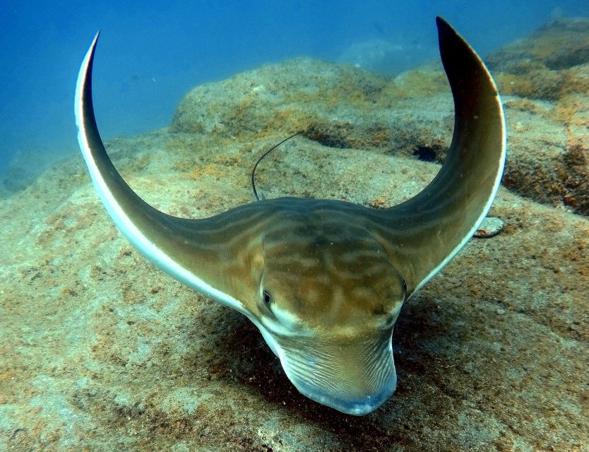 Tenerife: Your First Scuba Diving Experience in Turtle Area - Your 25 Minutes In the Water at Up to 12 Meters