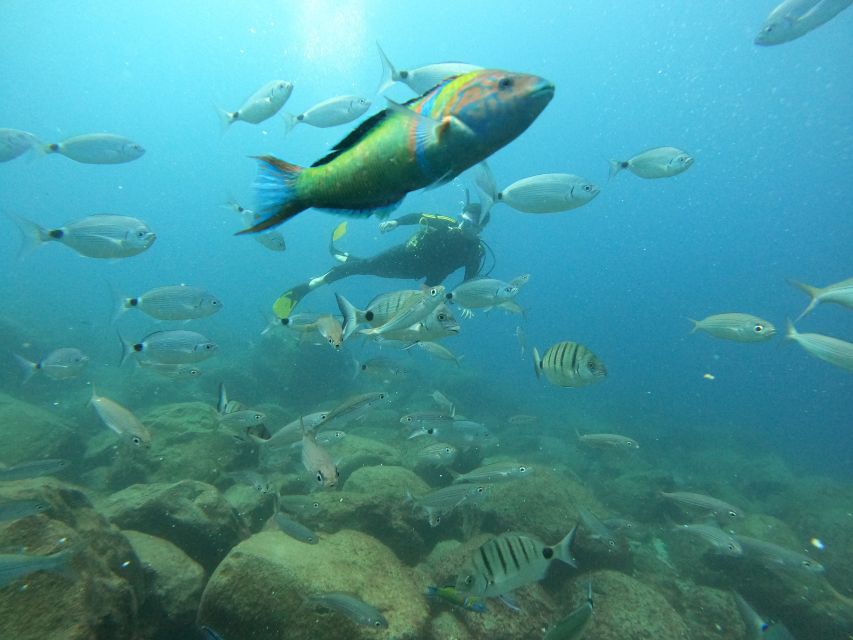 Tenerife: Your First Scuba Diving Experience in Turtle Area - Snorkeling Safari After Your Scuba Session