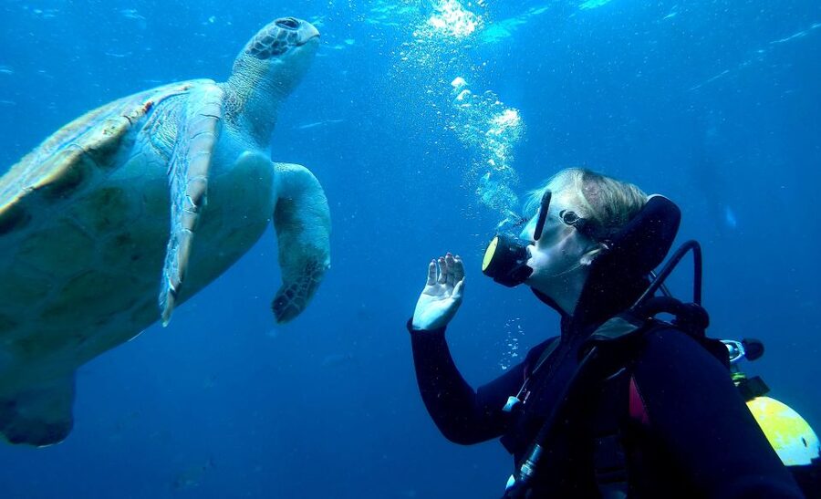 Tenerife: Your First Scuba Diving Experience in Turtle Area - Marine Life Chances: Turtles, Rays, Dolphins, and What You Can Control