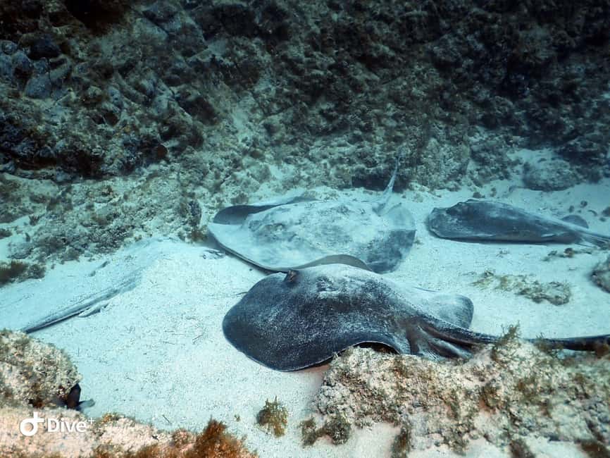 Tenerife: Your First Scuba Diving Experience in Turtle Area - Price and Value Check for About $84 Per Person