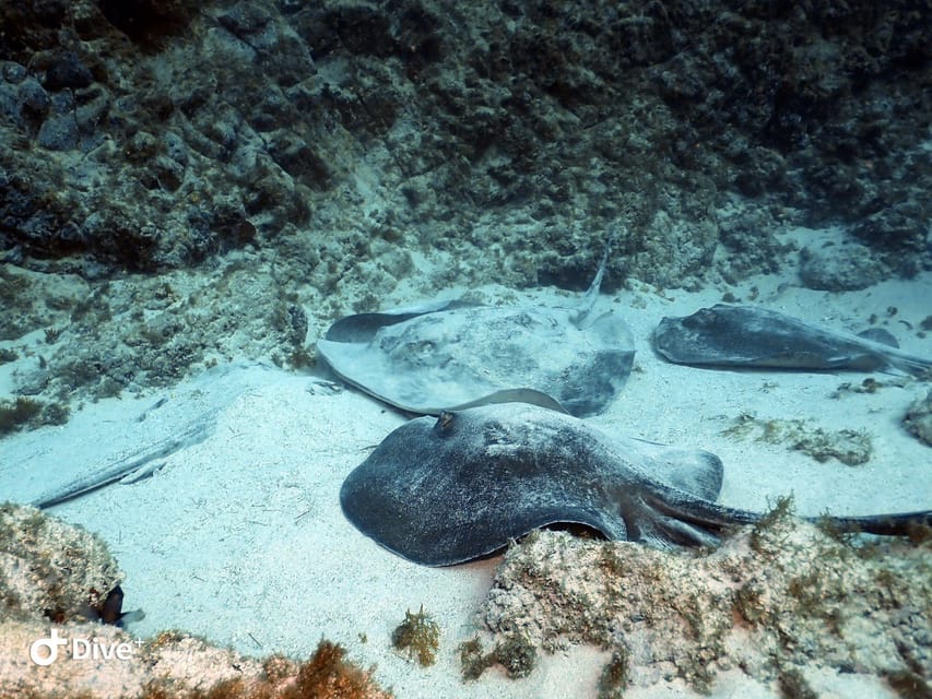 Tenerife: Your First Scuba Diving Experience in Turtle Area - Practical Stuff You Must Know Before You Go