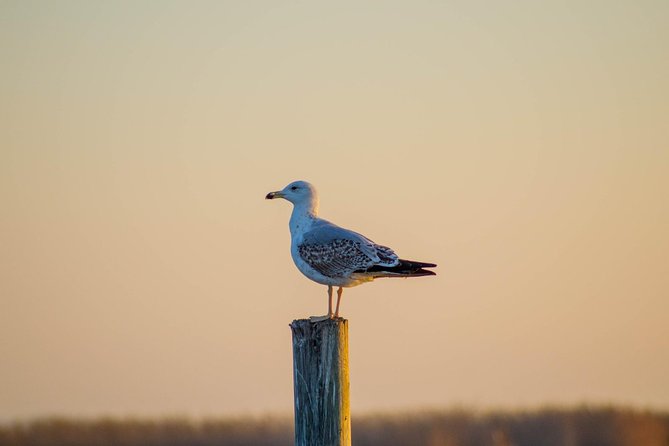 The Original Albufera Tour: Barraca, Boat Ride & Local Guide - Birds, timing, and what to expect during a hot walk