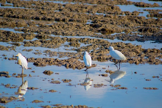 The Original Albufera Tour: Barraca, Boat Ride & Local Guide - Food rules you’ll want to know before you pack
