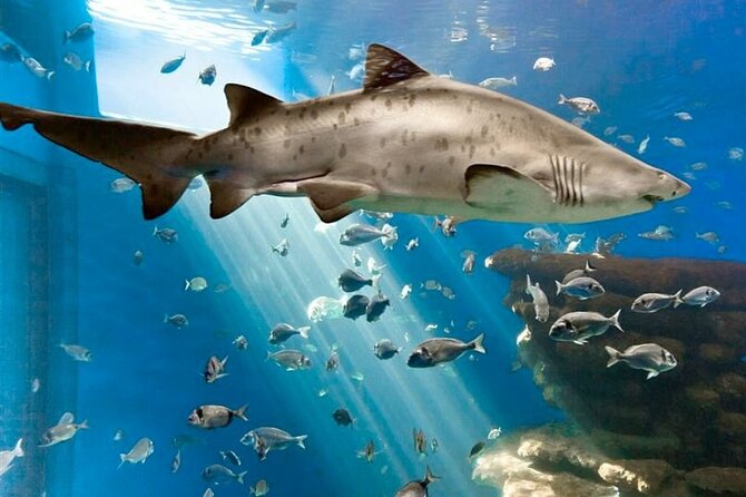 Ticket Palma Aquarium - Getting In Fast: Mobile Ticket, Platja de Palma Location, Small Group