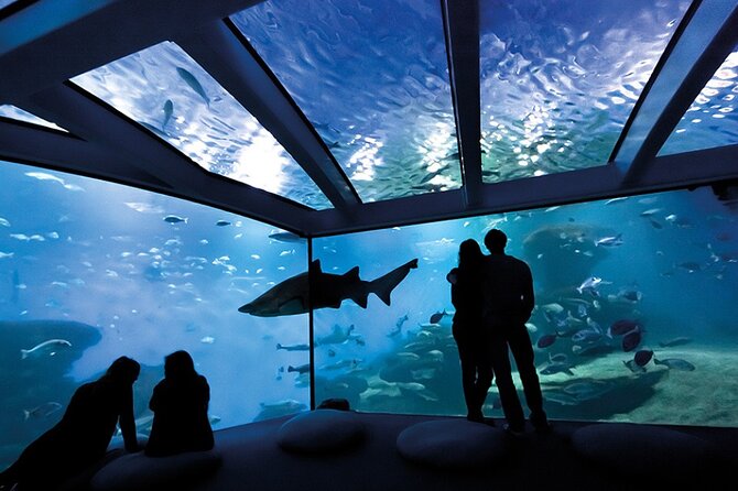 Ticket Palma Aquarium - Ocean Experts and the Big Displays: How to Get More Out of Each Zone