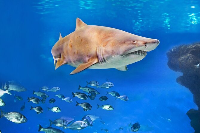 Ticket Palma Aquarium - Should You Book Palma Aquarium in Palma?