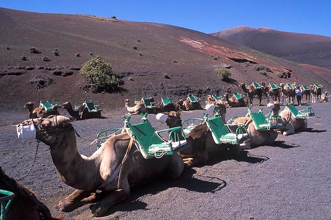 Timanfaya, Golfo, Jameos Agua & Camel Ride (opt) - Lanzarote - Timanfaya National Park in 50 minutes: the geothermal show vibe