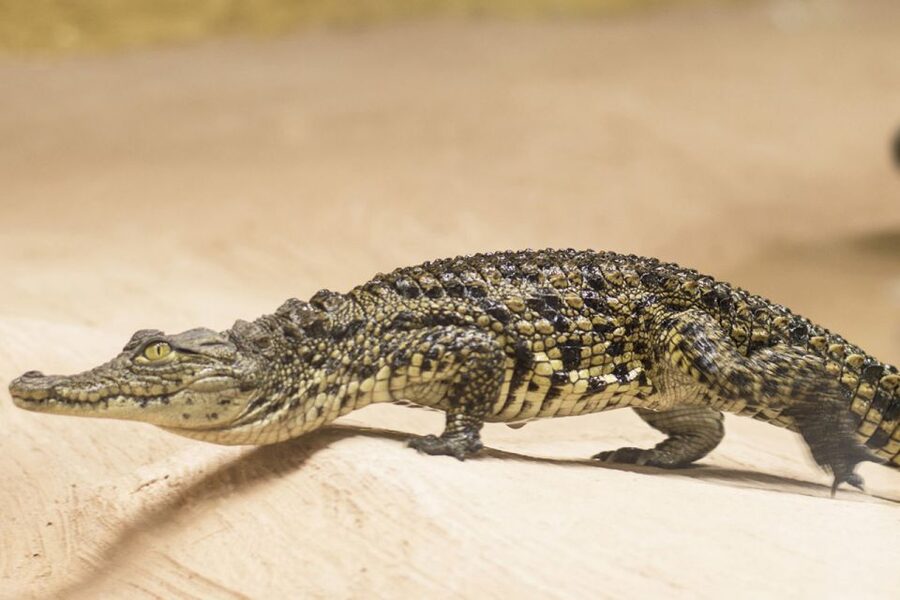 Torremolinos: Crocodile Park Entrance Ticket - Safety, nerves, and what close-up viewing feels like
