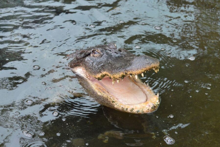 Torremolinos: Crocodile Park Entrance Ticket - Price and value: is $21 worth it in Torremolinos?