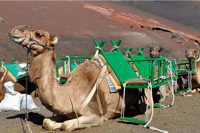 Tour to Timanfaya, Jameos del Agua, Cueva de los Verdes and viewpoint from the cliff - Camel Shed: an optional ride that can affect your timing