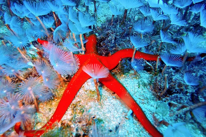 Try Scuba Diving with 2 Ocean Dives - Second Session Down to 12 Meters: More Space, More Marine Life