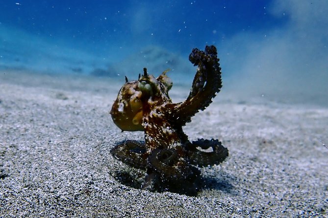 Try Scuba Diving with 2 Ocean Dives - What You’ll See Underwater Near Costa Teguise and Playa Chica