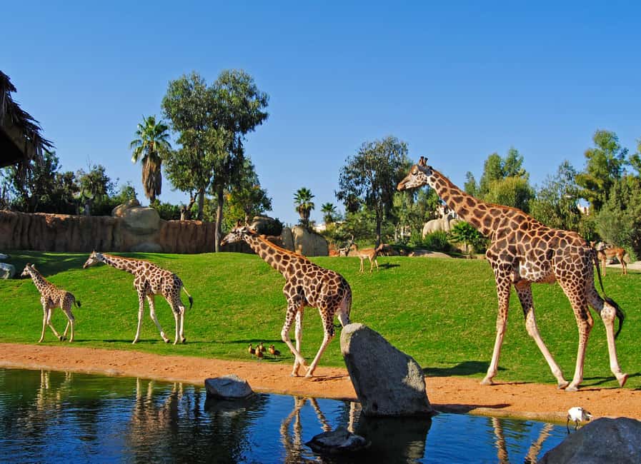 Valencia: Bioparc Valencia Admission Ticket - Key things that make this ticket worth your time