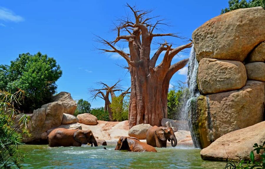 Valencia: Bioparc Valencia Admission Ticket - Why Bioparc Valencia feels like a safari, not a zoo