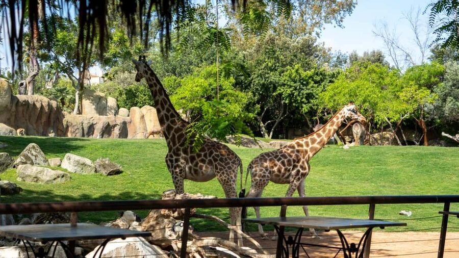Valencia: Bioparc Valencia Admission Ticket - Savannah route: antelope herds, giraffes, rhinos, and lions watching from rocks