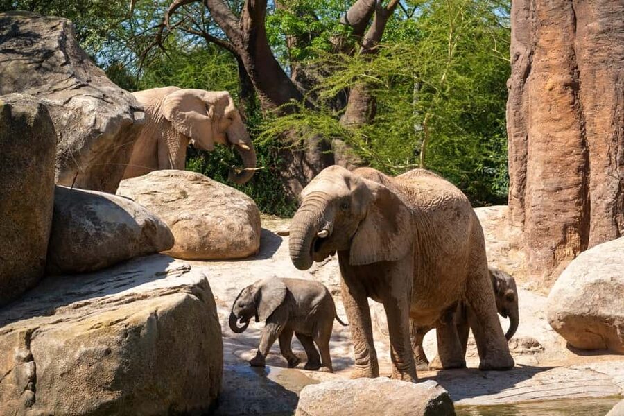 Valencia: Bioparc Valencia Admission Ticket - Activities beyond your ticket: guided tours and feeding trails