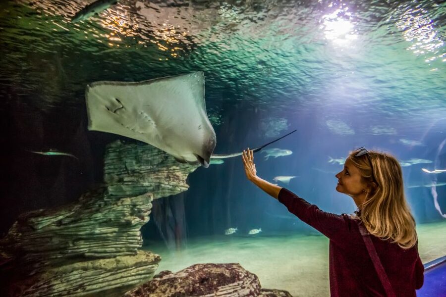 Valencia: Oceanogràfic Entry Ticket - Belugas and the dolphin show, two very different kinds of thrills