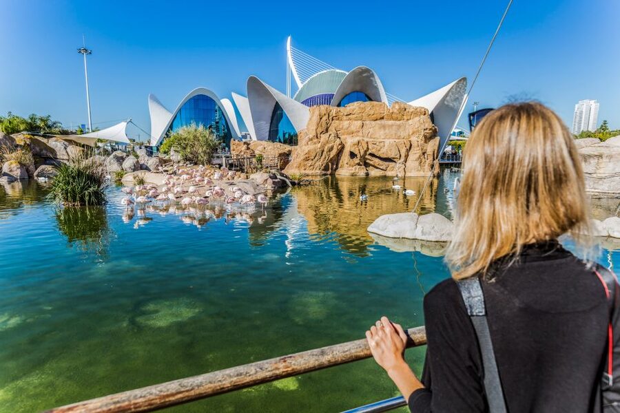 Valencia: Oceanogràfic Entry Ticket - Penguin, walrus, sealion, sawfish, and the sheer animal mix