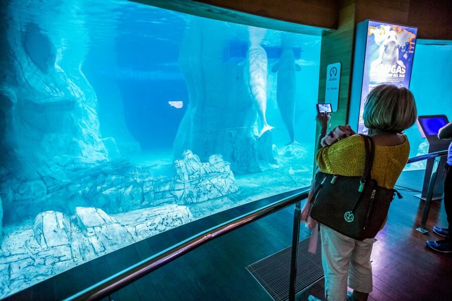 Valencia: Oceanogràfic Entry Ticket - How long to stay and a simple order that keeps the day smooth