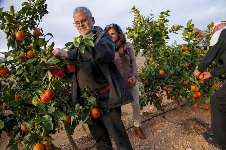 Valencia: Orange Farm and Orchard Trip with Tastings - The grove walk: varieties, pruning, grafting, and flowering explained in plain terms