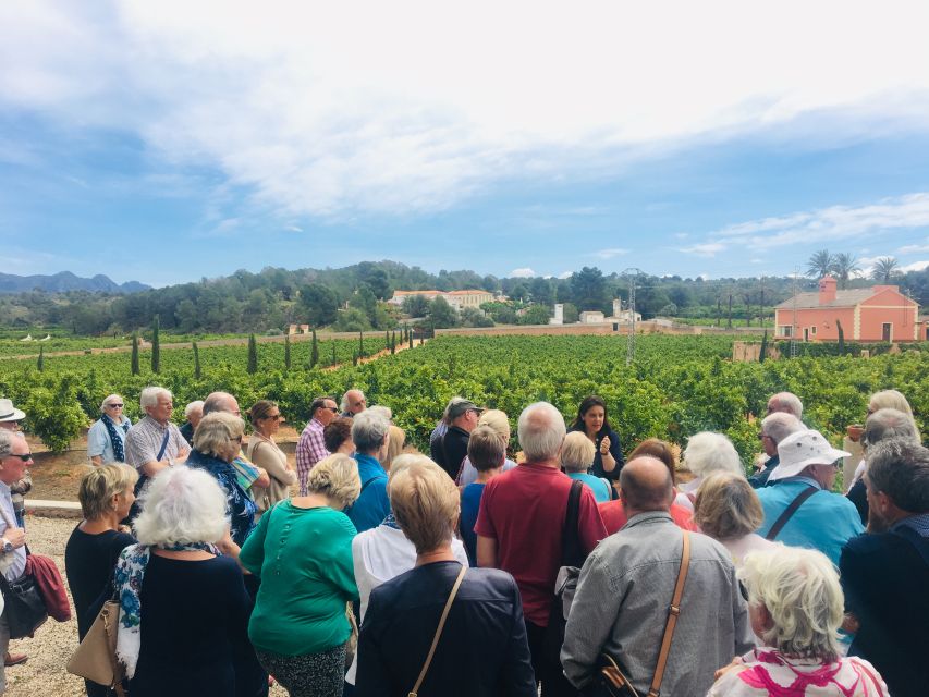 Valencia: Orange Farm and Orchard Trip with Tastings - Picking your own oranges, then making your way to Naranjas Ribera