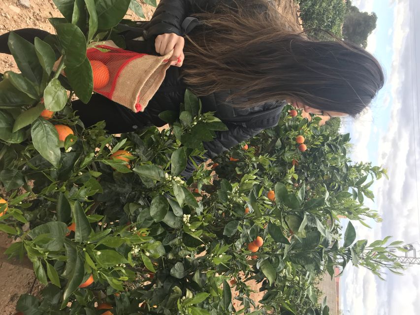 Valencia: Orange Farm and Orchard Trip with Tastings - The well and irrigation: why water matters in Valencia citrus