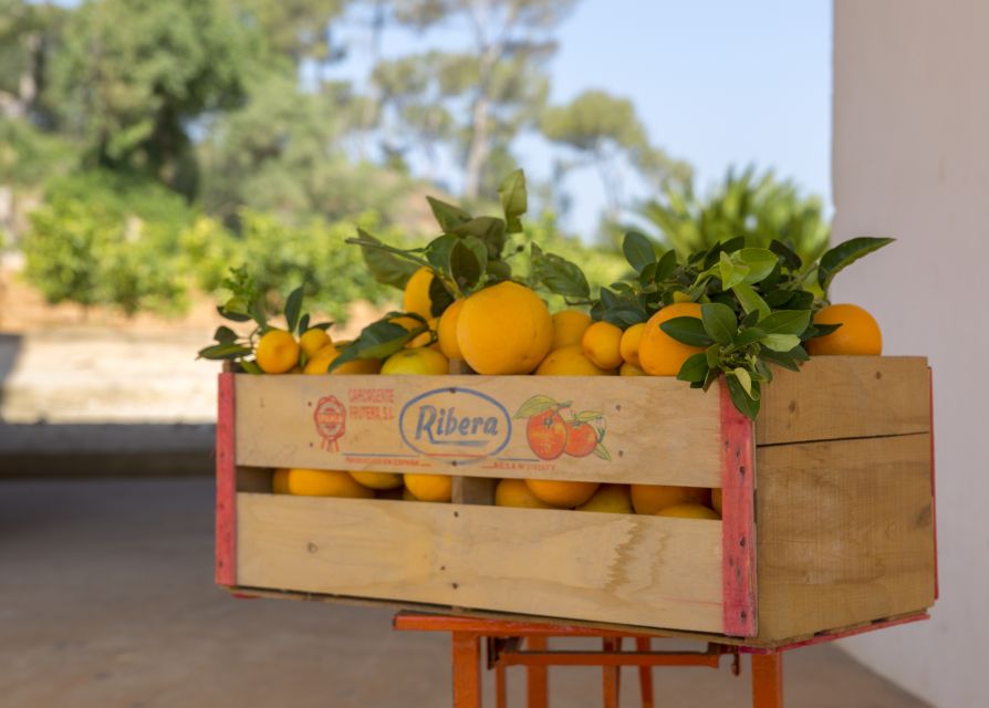Valencia: Orange Farm and Orchard Trip with Tastings - The tasting hour: orange juice, liqueurs, jams, and orange blossom honey