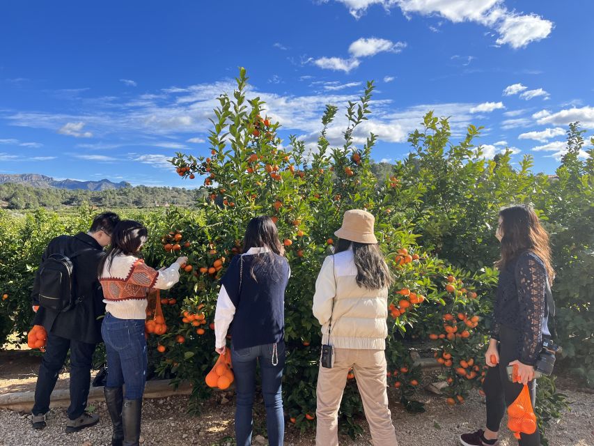 Valencia: Orange Farm and Orchard Trip with Tastings - Who this tour suits best (and who might want a different plan)