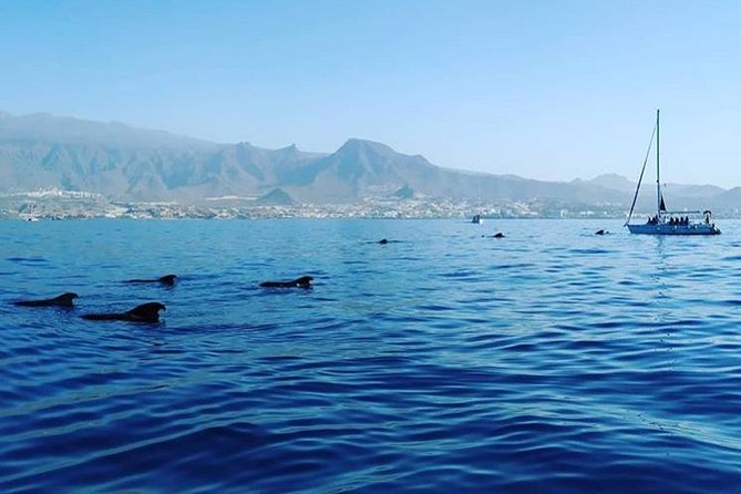 Whale and Dolphin Small Group Sailing from Tenerife South - Snorkeling Off the Back: Equipment Included, Conditions Matter