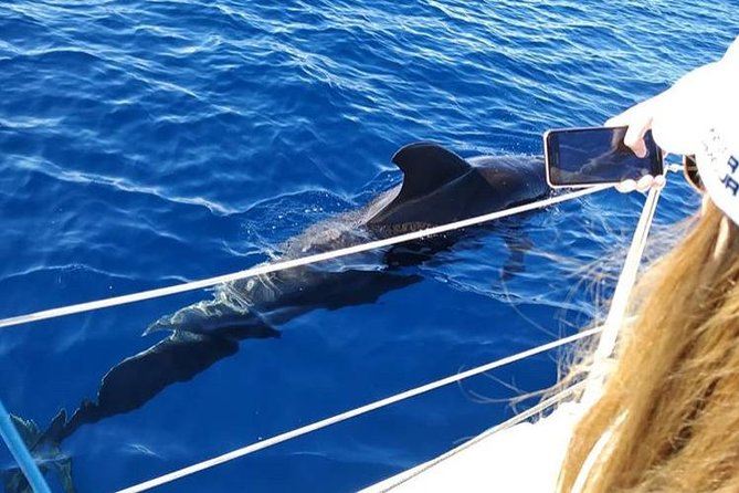 Whale and Dolphin Small Group Sailing from Tenerife South - From Puerto Colón to Offshore Pilot Whales: The 3-Hour Flow