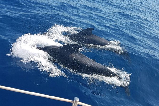 Whale and Dolphin Watching Sailing Boat with Drinks, Snacks and Swimming Time - Key reasons this cruise is worth your attention