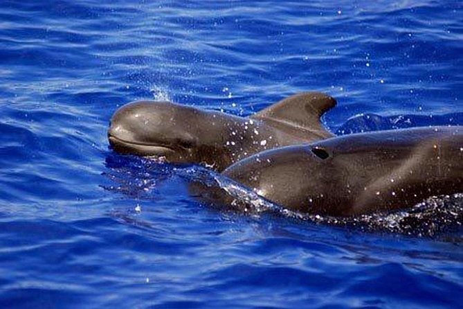 Whale and Dolphin Watching Sailing Boat with Drinks, Snacks and Swimming Time - Luxury sailing and wildlife watching, minus the big-boat chaos