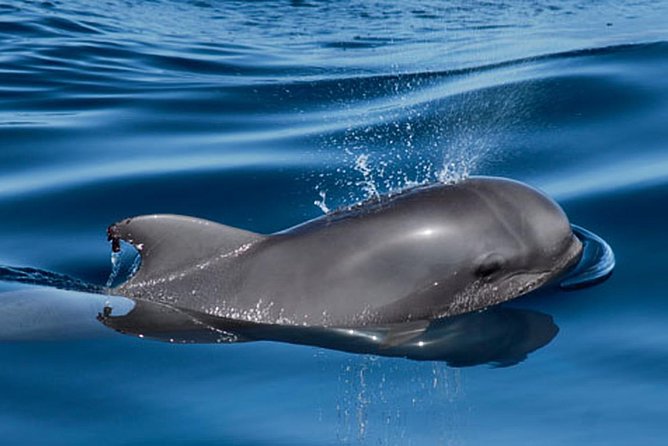 Whale and Dolphin Watching Sailing Boat with Drinks, Snacks and Swimming Time - Value for $78.44: what you are paying for, and what can change the feel