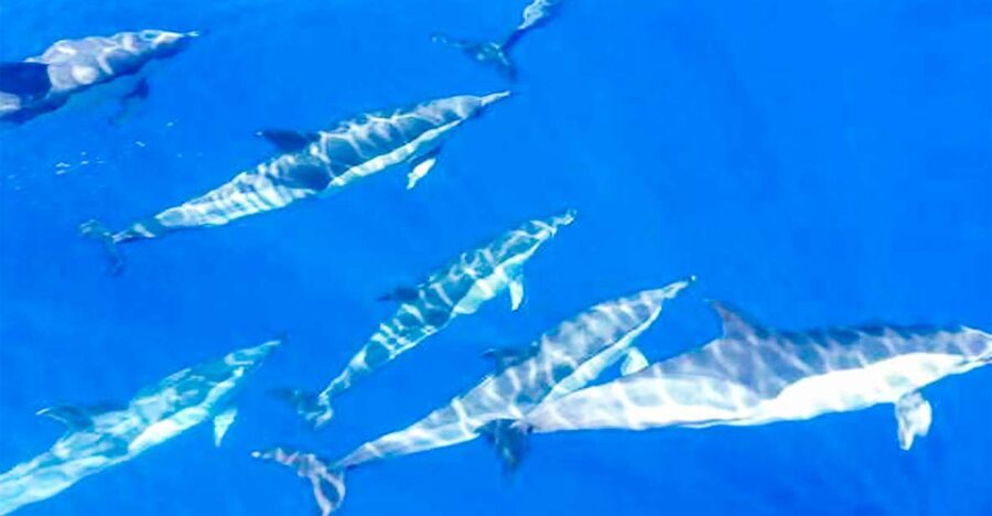 Whale and Dolphin Watching Sailing Tour – Los Gigantes (3H) - Key points worth knowing before you book